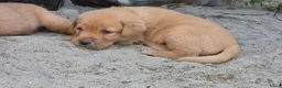 Labrador Retriever honden te koop: Super leuke labrador pups! - Advertentie 10