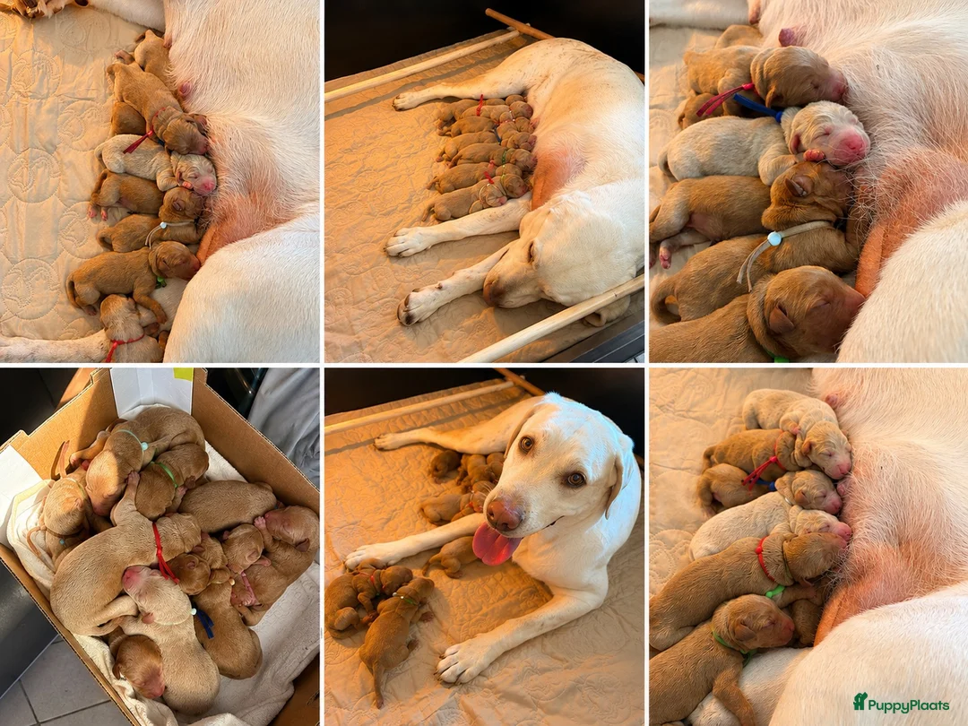 Labradoodle honden te koop: Exclusief Medium Labradoodle nest 🐾 - Advertentie 15