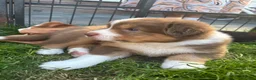 Australian Shepherd honden te koop: Australian Shepherd reu in Culemborg - Advertentie 4