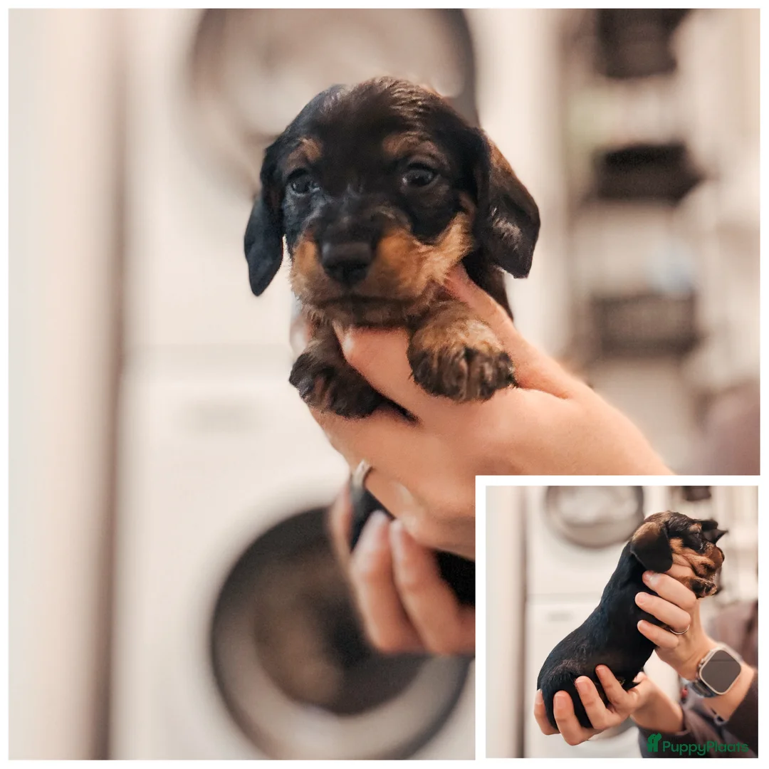 Ruwhaar Teckel honden te koop: Kaninchen/dwerg ruwharige teckeltjes  - Advertentie 4