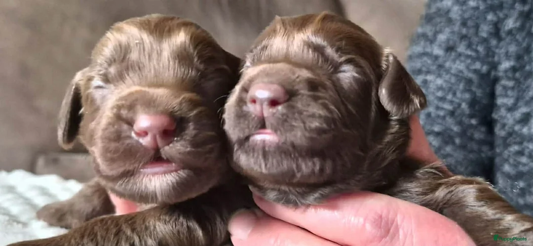 Australian Labradoodle honden te koop: Australische Labradoodle Pupjes Choco - Advertentie 3