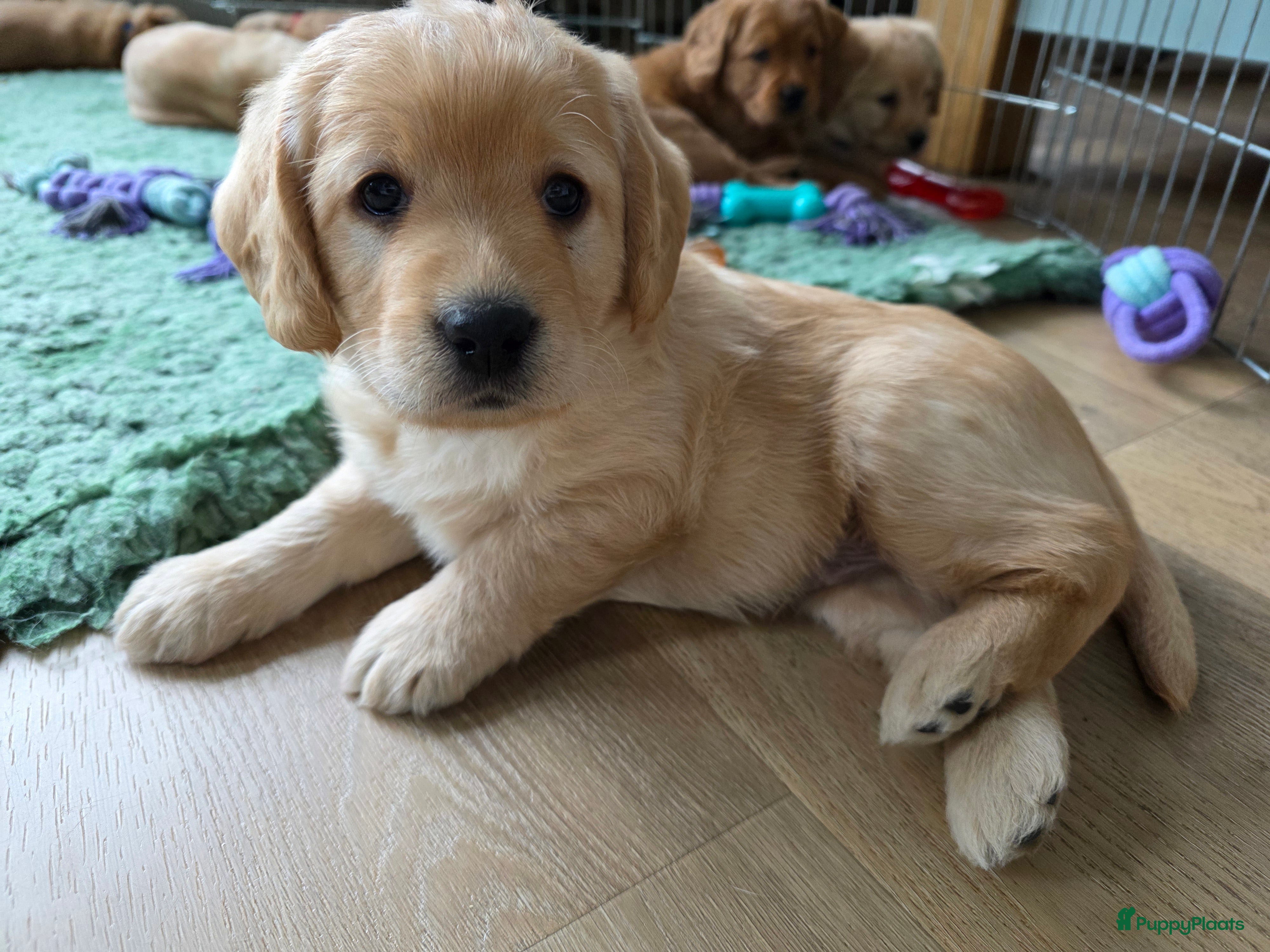 Labradoodle honden Prachtige  medium abricot labradoodles - Advertentie 1