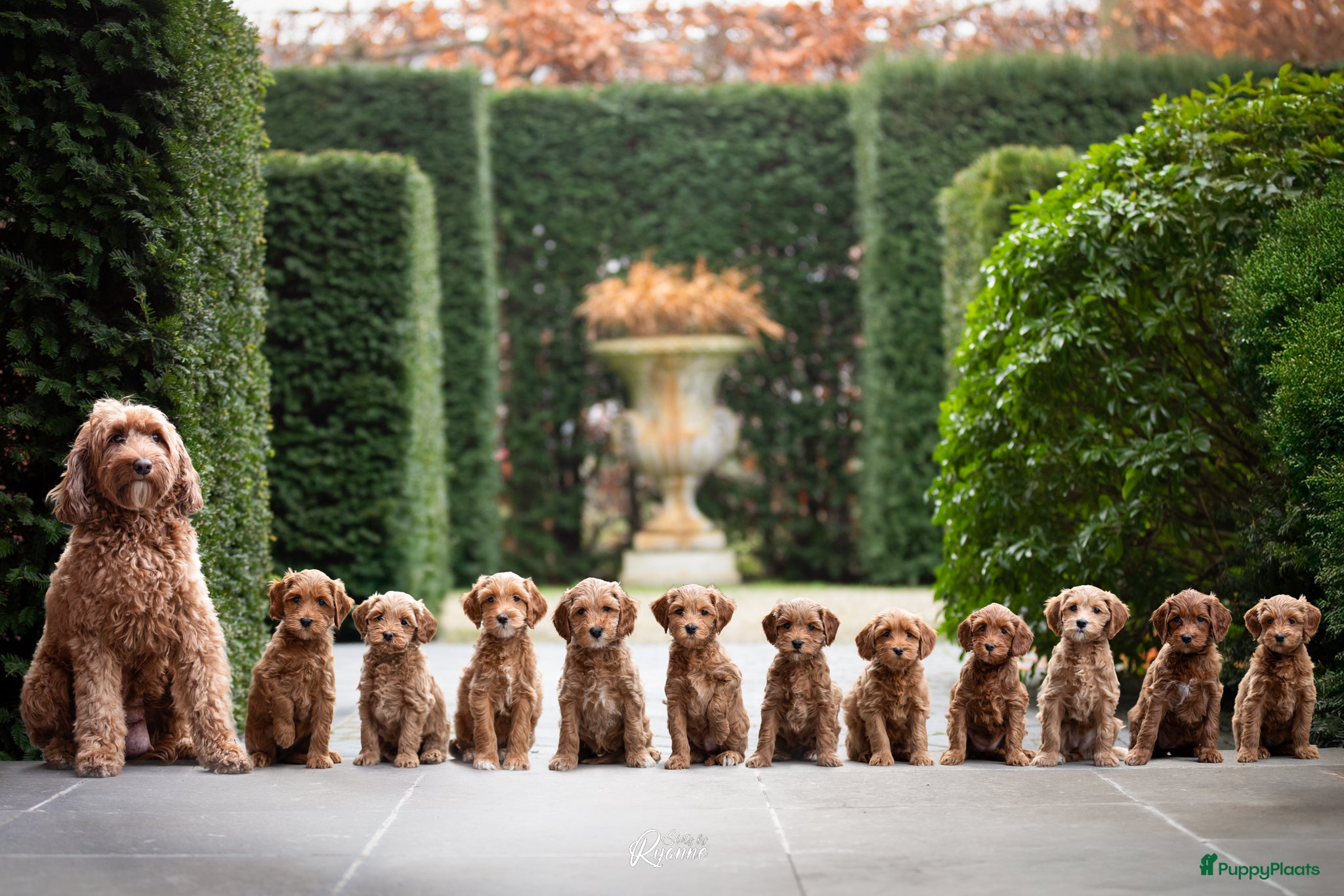 Australian Labradoodle honden Nog 2 bijzondere reutjes op zoek naar hun huisje - Advertentie 1