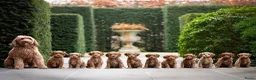 Australian Labradoodle honden te koop: Nog 2 bijzondere reutjes op zoek naar hun huisje - Advertentie 1
