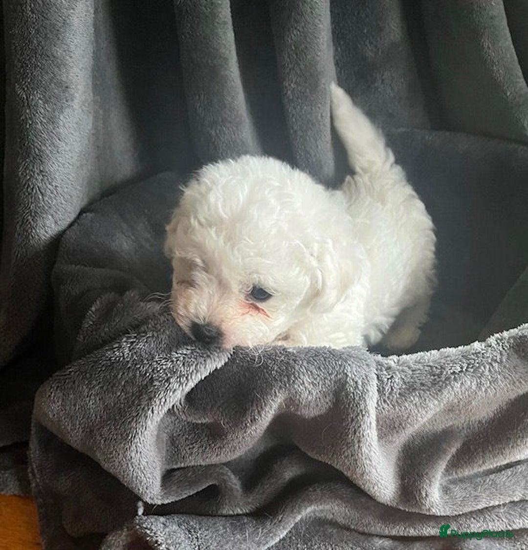 Bichon Frisé honden te koop: bichon frise pups - Advertentie 8