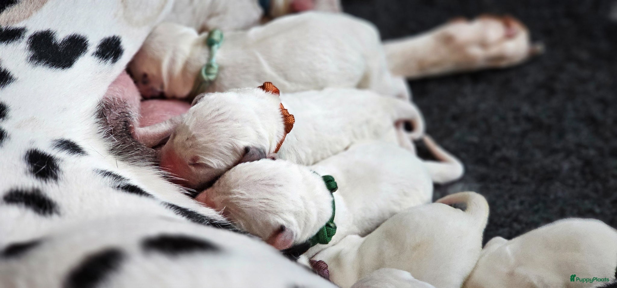 Dalmatiër honden Dalmatiër pups met stamboom  - Advertentie 1