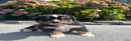 Australian Shepherd honden te koop: Lieve Australian Shepherd pups - Advertentie 7