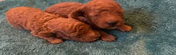 Poedel Toy honden te koop: Toypoedel pups te koop - Advertentie 4