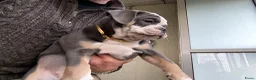 Old English Bulldog honden te koop: Prachtige Bulldog puppies - Advertentie 5