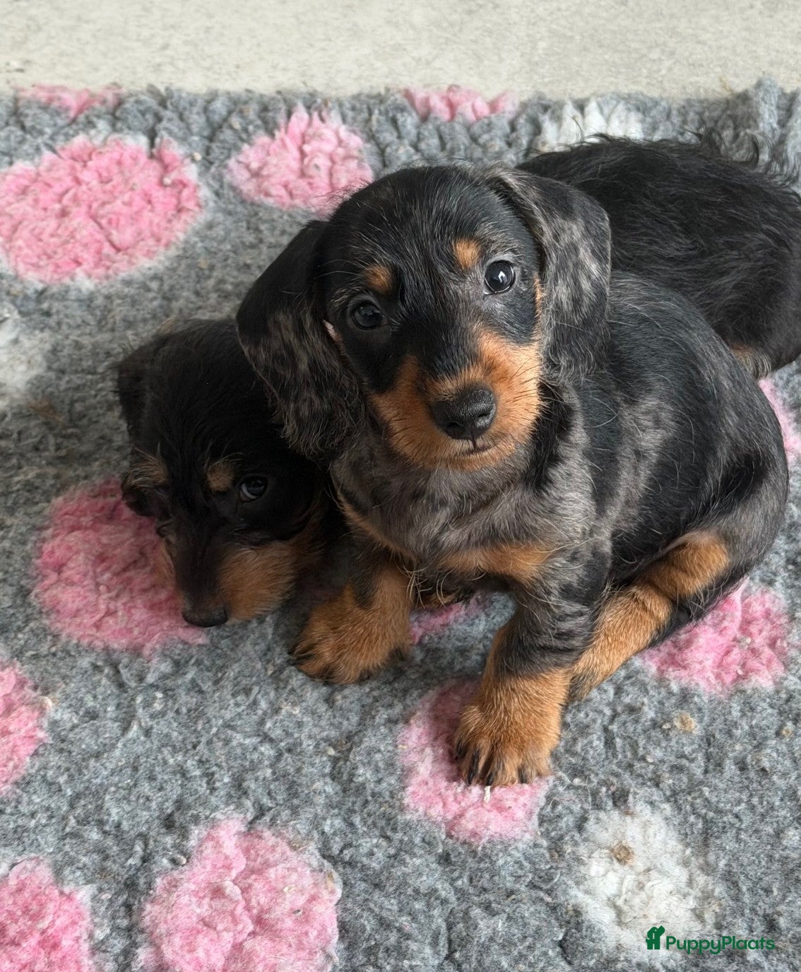 Ruwhaar Teckel honden Ruwharige dwerg teckel Merle - Advertentie 1