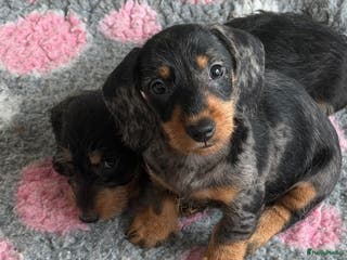 Ruwhaar Teckel honden Ruwharige dwerg teckel Merle - Advertentie 1