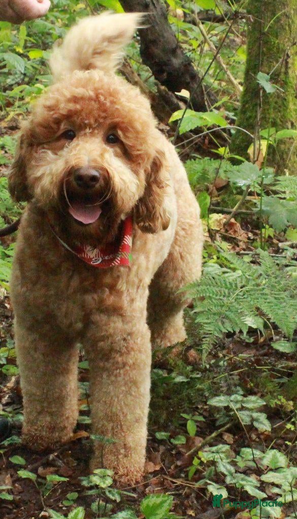 Australian Labradoodle honden te koop: Te koop Australian Labradoodle - Advertentie 2