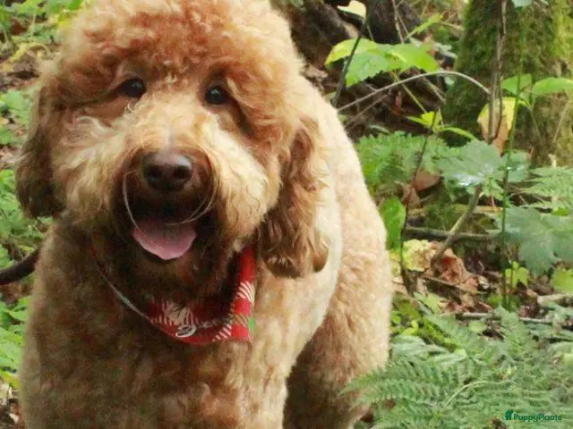Australian Labradoodle honden te koop: Te koop Australian Labradoodle - Advertentie 2