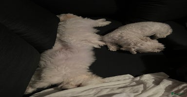 Maltezer honden - Advertentie 9