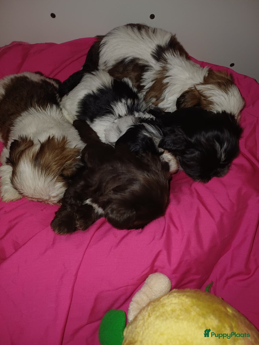 Shih Tzu honden te koop: Lieve leuke raszuiver shih tzu pups  - Advertentie 23