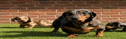 Teckel (korthaar)  honden te koop: Dwergteckel pups  in Vlagtwedde - Advertentie 19