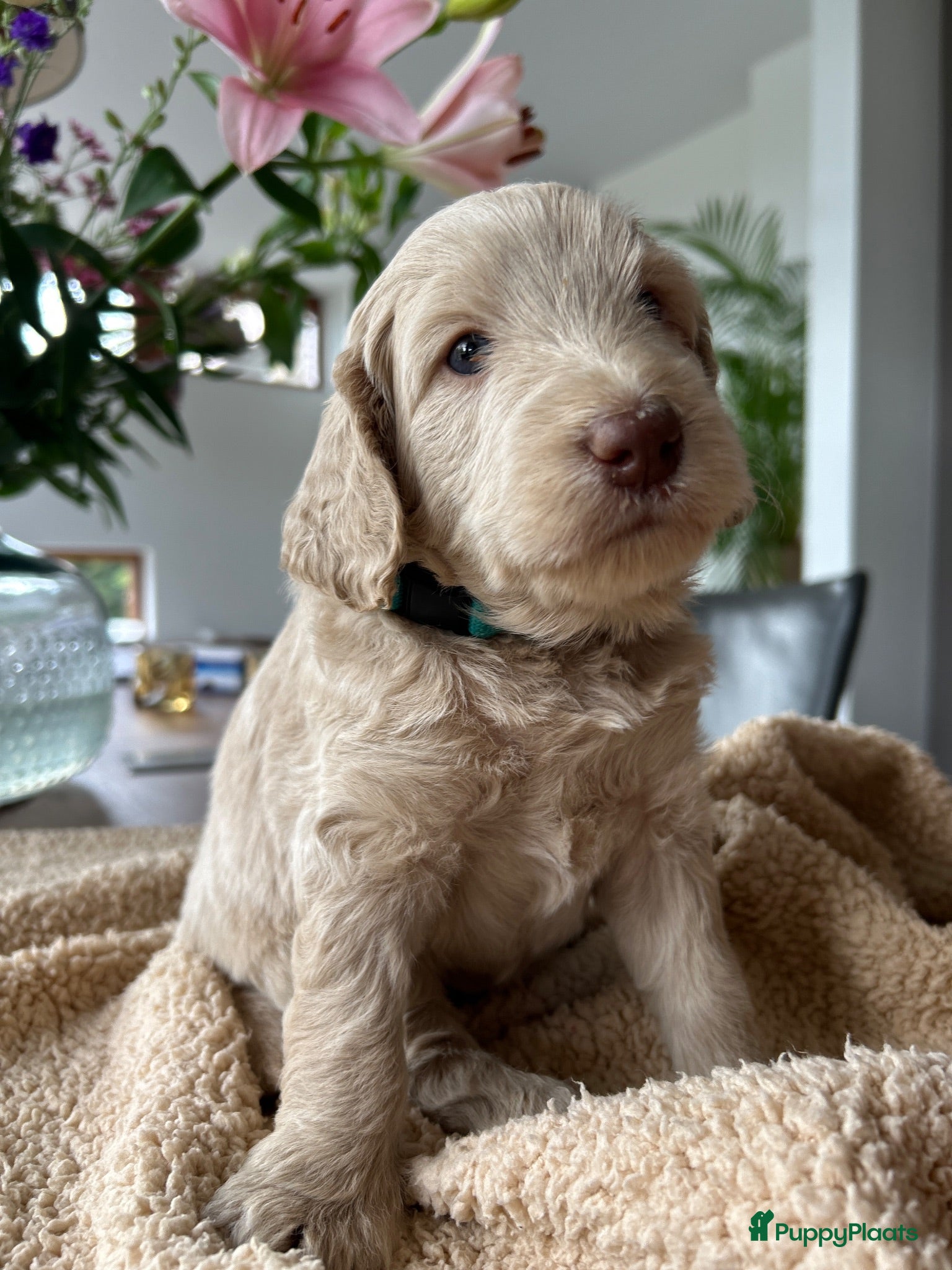 Australian Labradoodle honden Prachtige Australische labradoodle pup  - Advertentie 15