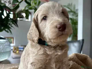 Australian Labradoodle honden Prachtige Australische labradoodle pup - Advertentie 15