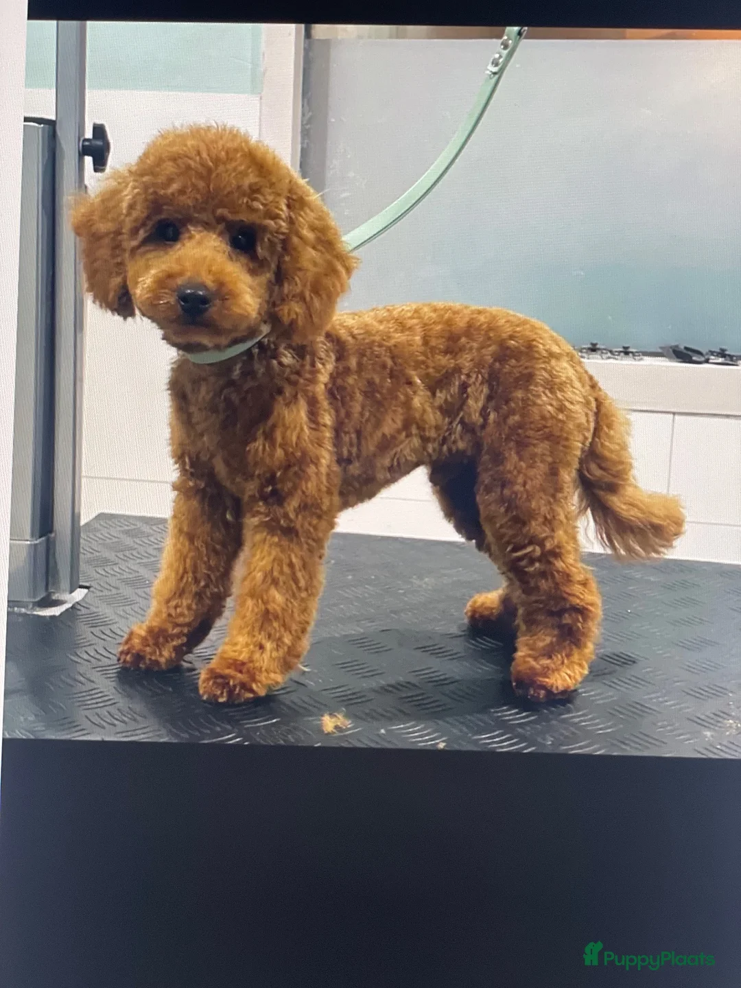 Kruising honden te koop: Maltipoo black & tan  een zwart met witte bles - Advertentie 2