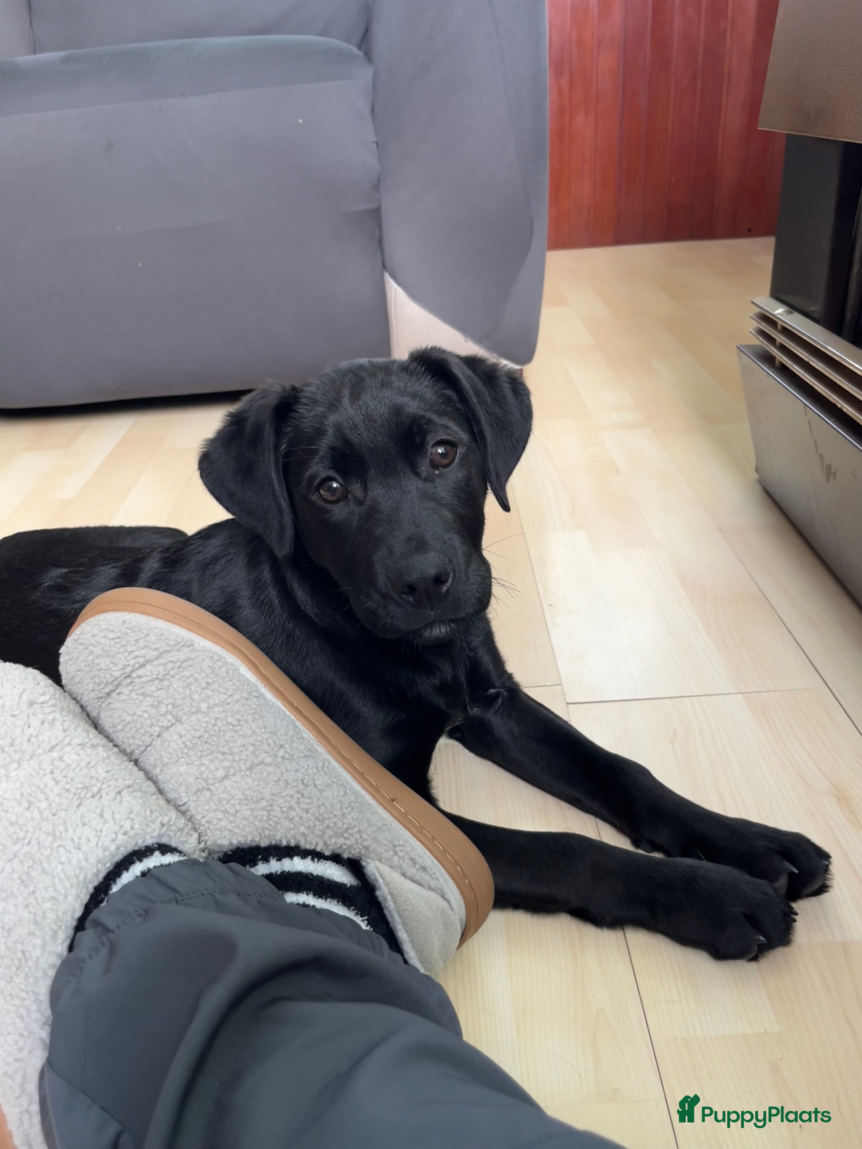 Kruising honden Labrador kruising kooiker  - Advertentie 1