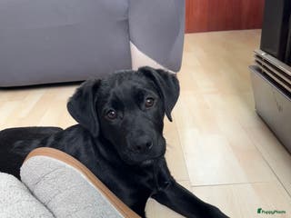 Kruising honden Labrador kruising kooiker - Advertentie 1