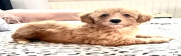 Maltipoo honden te koop: Maltipoo pup  - Advertentie 10