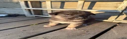 Kruising honden te koop: Gerberian shepsky’s pups - Advertentie 21
