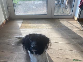 Kruising honden Friese Stabij X Epagnul Breton - Advertentie 14