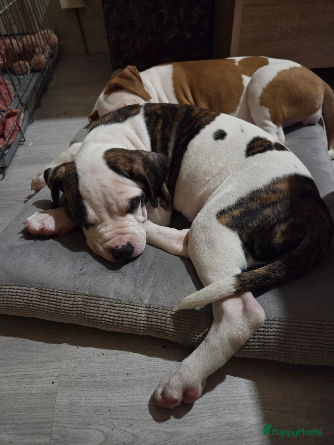 Kruising honden te koop: Puppy's te koop - Advertentie 2