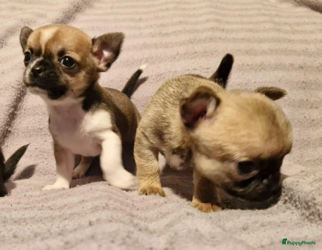 Chihuahua honden te koop: Knap wildkleur chihuahua teefje - Advertentie 25