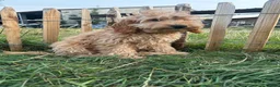 Labradoodle honden te koop: Mooie mini Labradoodle pups! - Advertentie 5