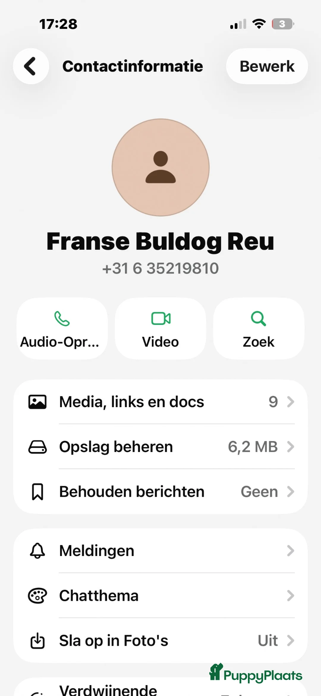 Franse Bulldog honden te koop: Franse buldog oplichter  in Hilversum - Advertentie 1