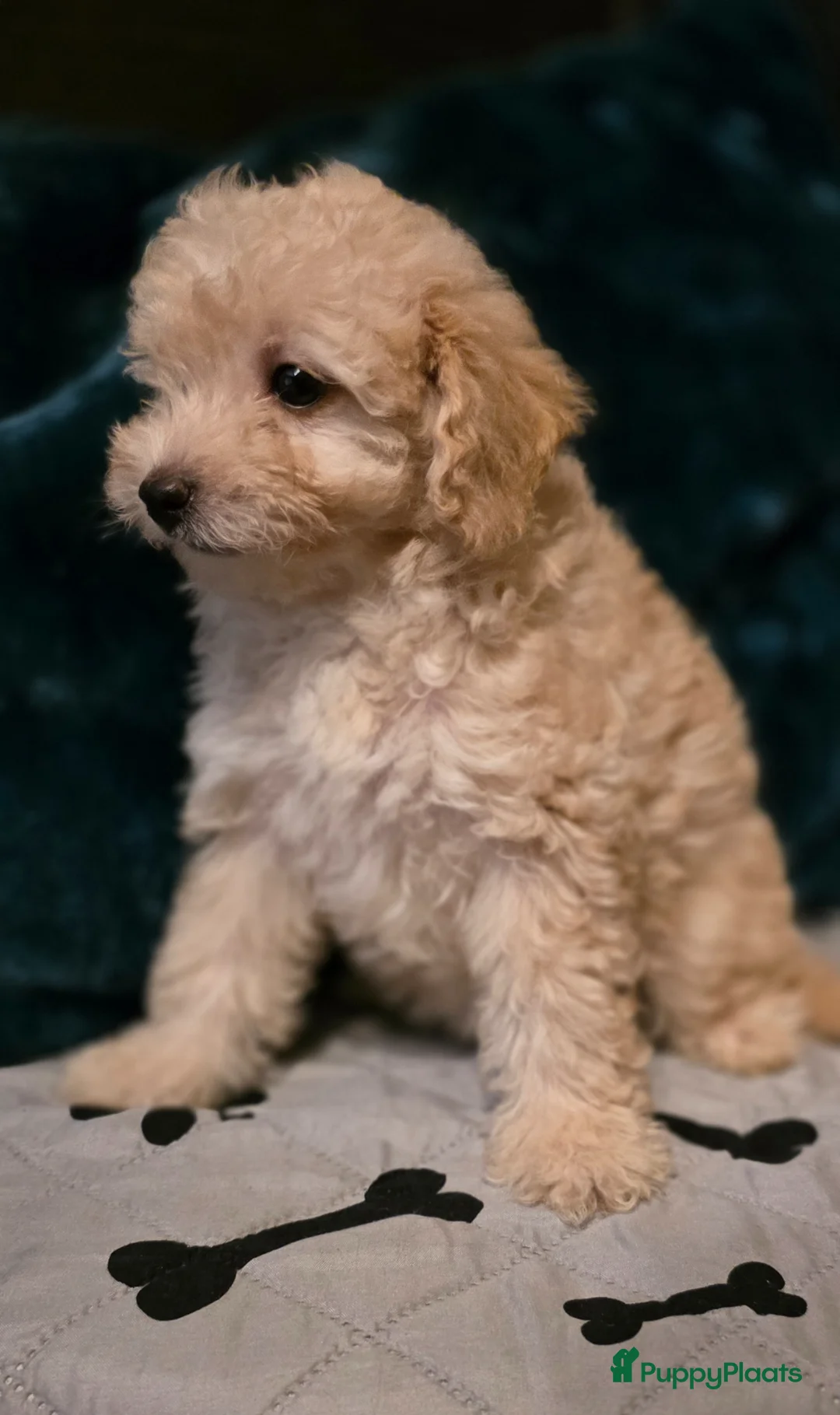 Goldendoodle honden te koop: Gezonde mini doodle x toypoedel pups hypoallergeen - Advertentie 2