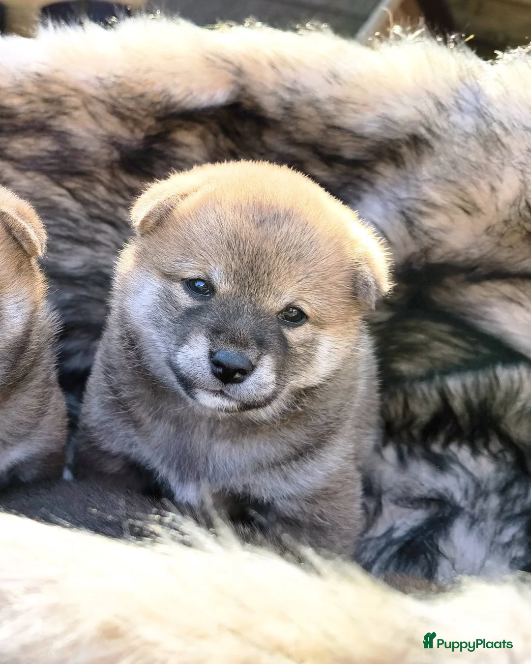 Shiba honden te koop: Shiba Inu pups met stamboom en gezondheidstesten - Advertentie 9