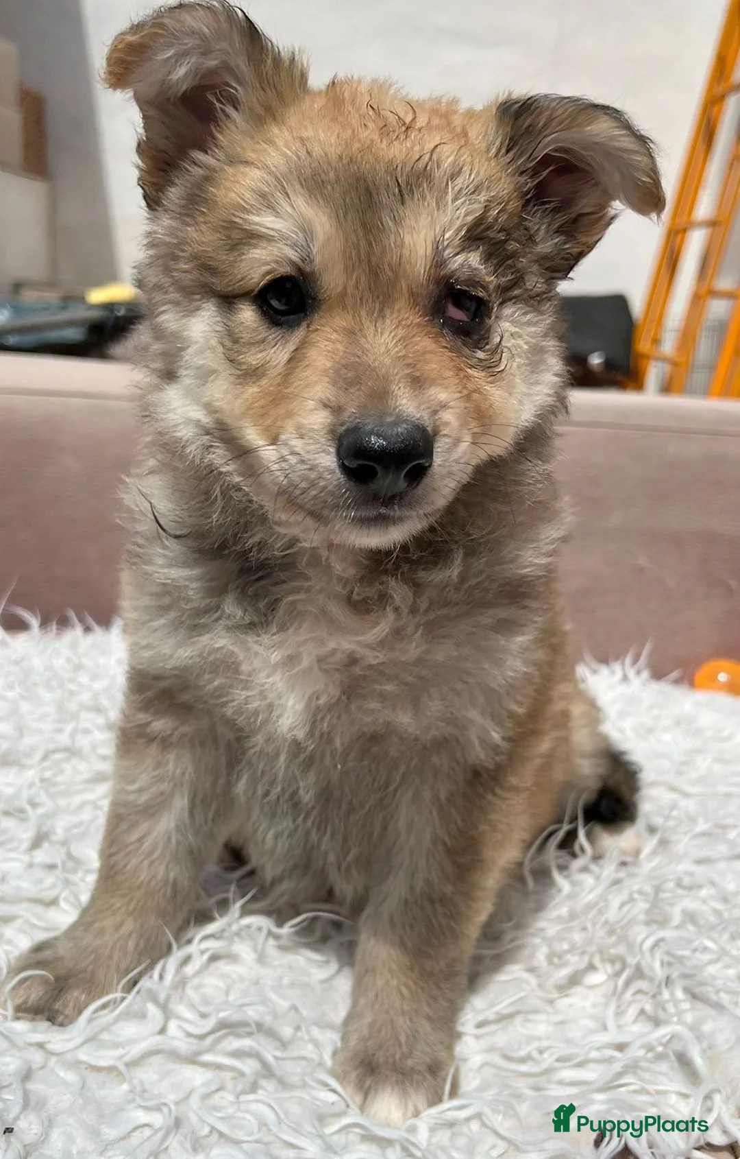 Kruising honden ter adoptie: ZAFIRA  schat van een hondje  - Advertentie 1