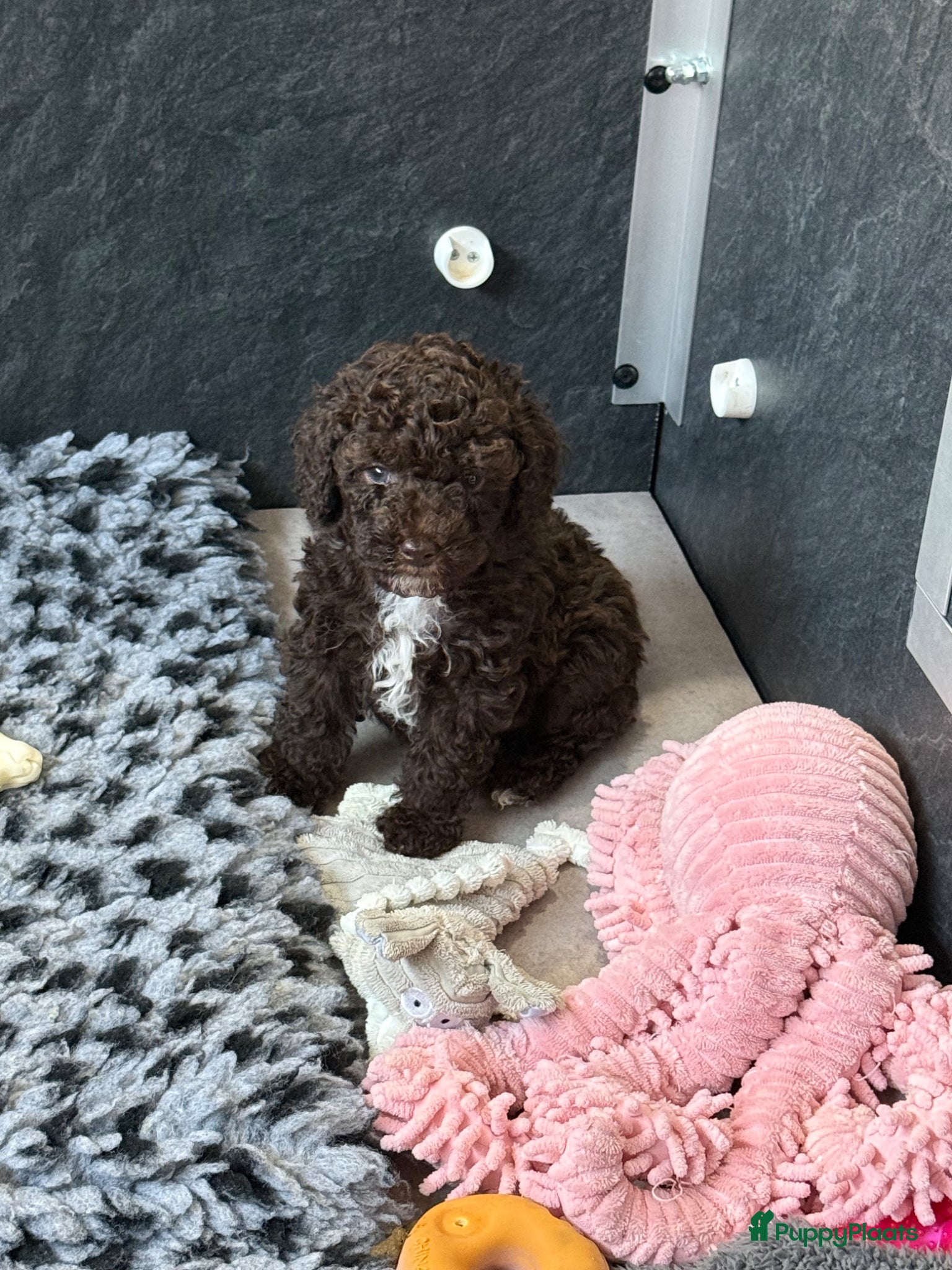 Kruising honden te koop: Prachtige hypoallergene pups ideale gezinshondjes - Advertentie 1