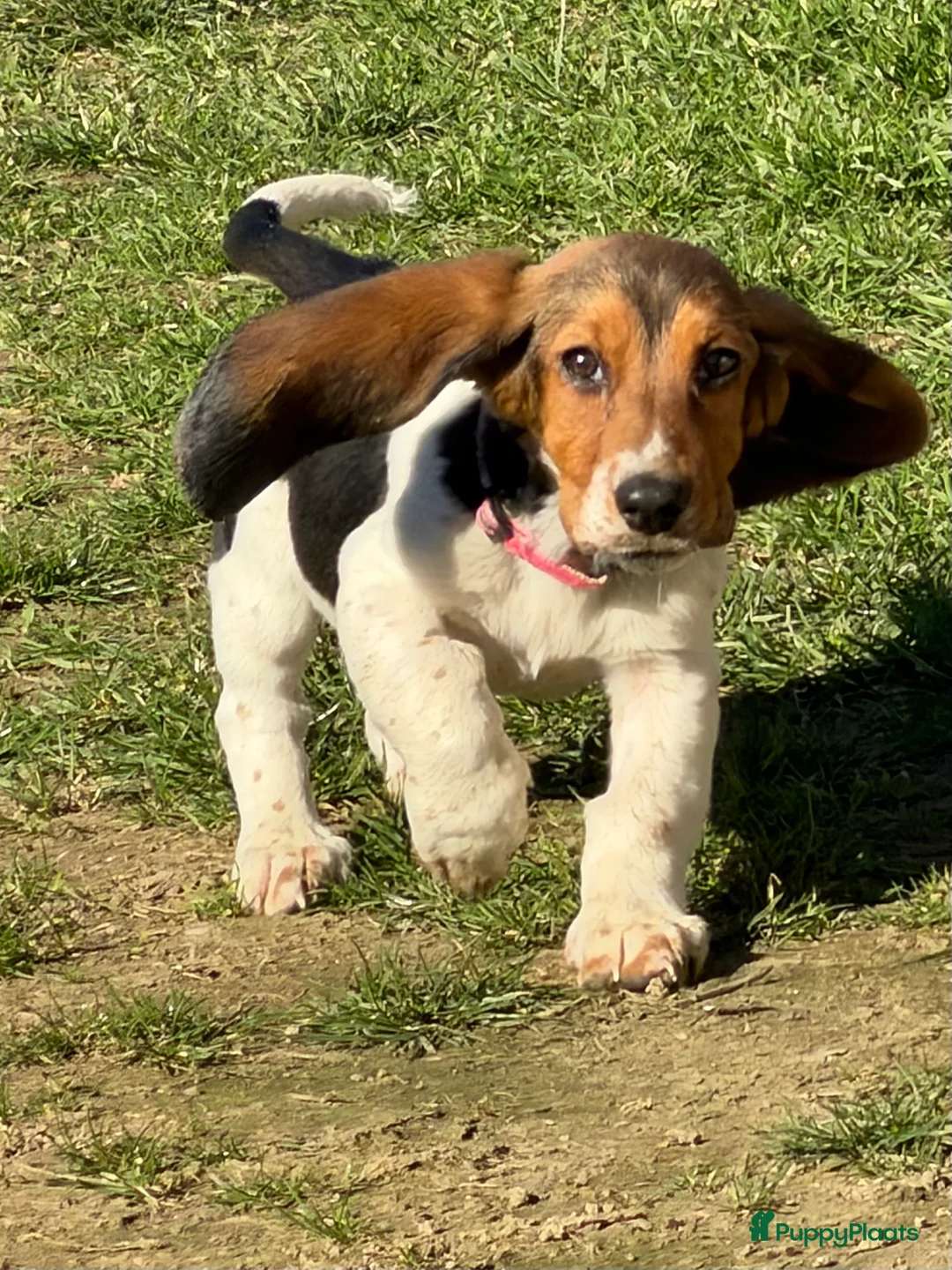 Basset Hound honden te koop: Basset hound pup - Advertentie 4