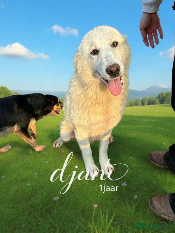 Berghond van de Maremmen en Abruzzen honden Dante italiaanse lieverd zoekt baasje - Advertentie 17