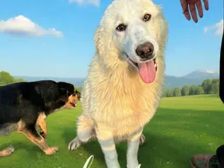 Berghond van de Maremmen en Abruzzen honden Dante italiaanse lieverd zoekt baasje - Advertentie 17