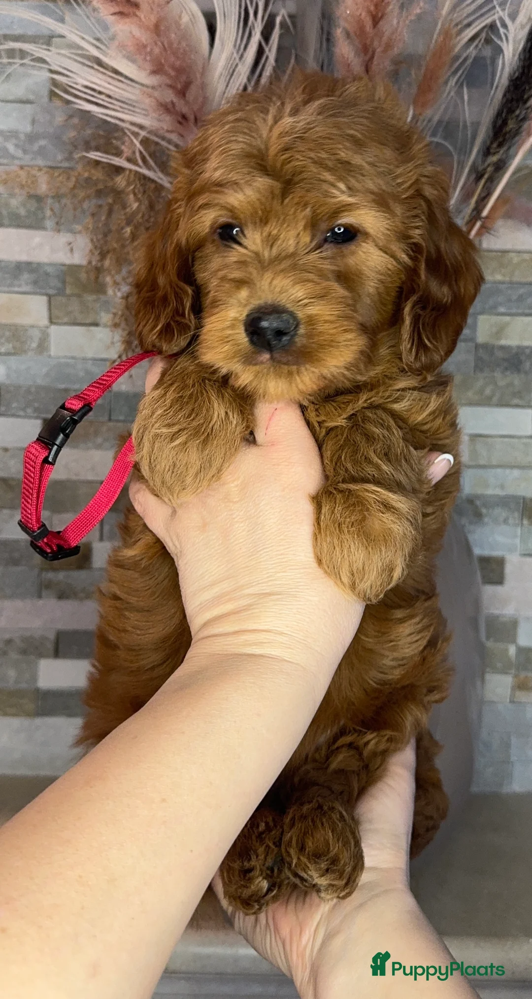 Goldendoodle honden te koop: Prachtige goldendoodle mini s  - Advertentie 3