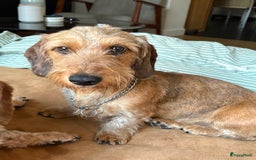 Ruwhaar Teckel honden te koop: Unieke ruwharige dwergteckels te koop - Afbeelding 1