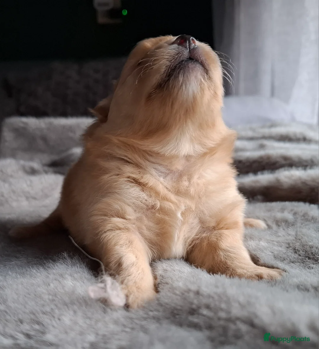 Pomeriaan honden te koop: Lieve pomeriaan pup vrouwtje - Advertentie 3