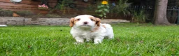 Kruising honden te koop: mooie Cava/Malti-Poo pups  in Boxtel - Advertentie 6