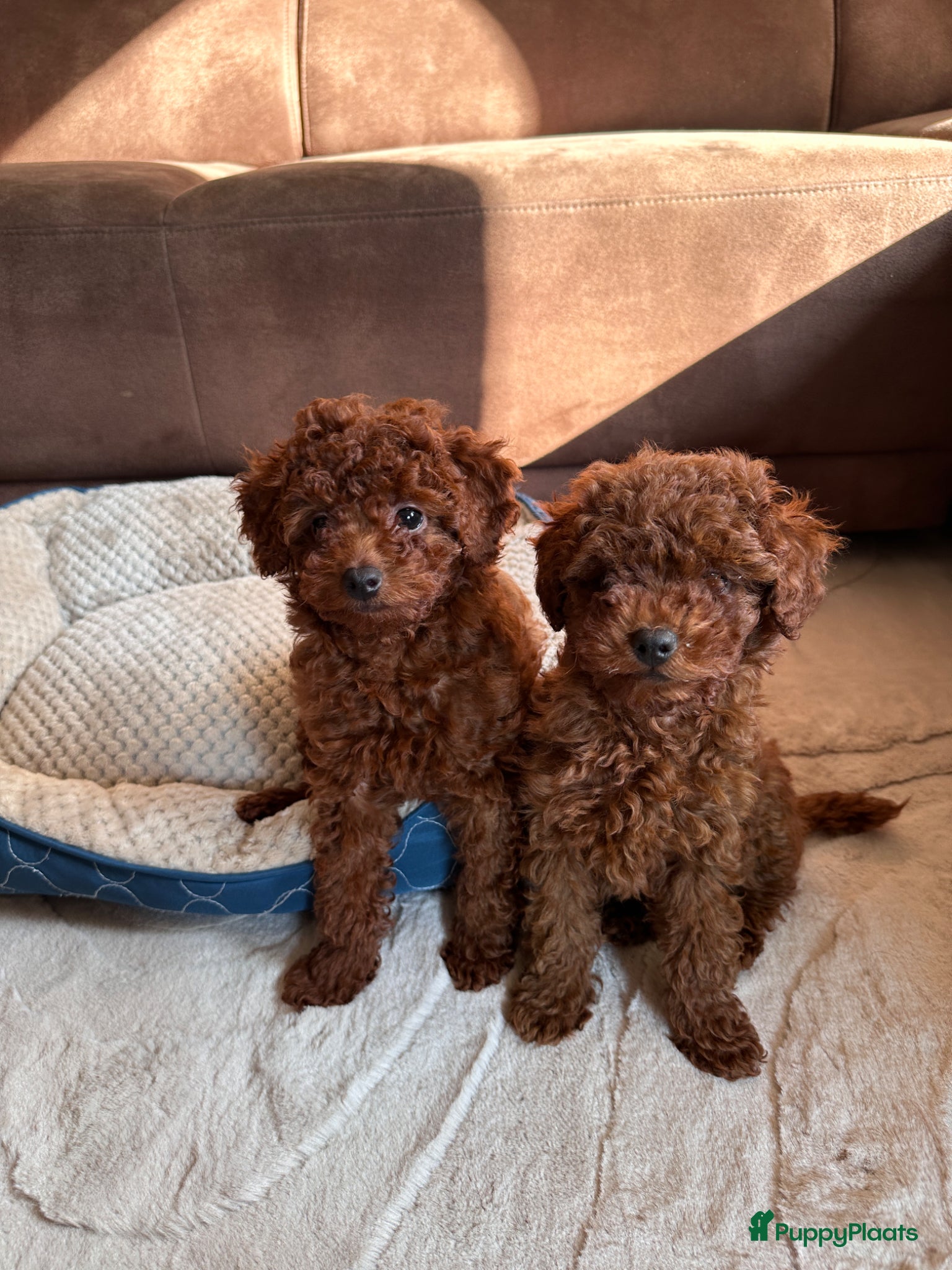 Poedel Toy honden Toypoedel puppy’s – liefdevolle gezinnen gezocht - Advertentie 3