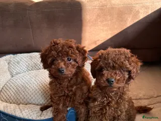 Poedel Toy honden Toypoedel puppy’s – liefdevolle gezinnen gezocht - Advertentie 3