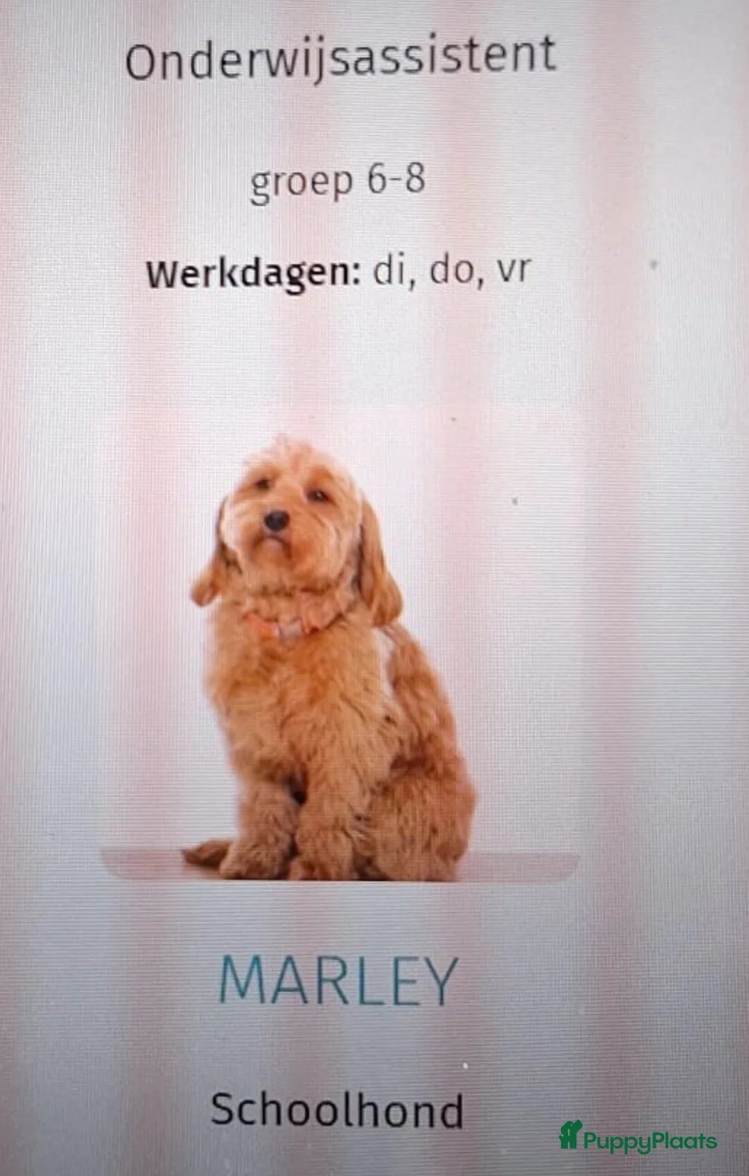 Goldendoodle honden te koop: Prachtige goldendoodle mini s  - Advertentie 10