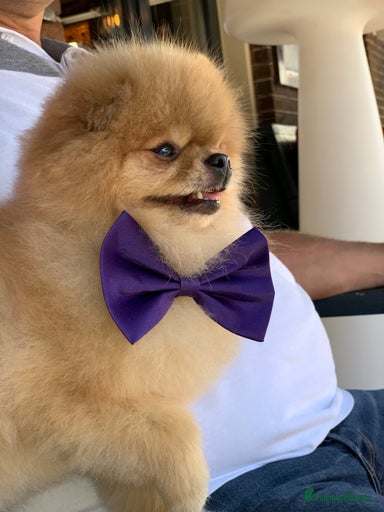 Galerij afbeelding {{count}}