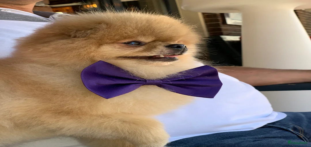 Galerij afbeelding {{count}}