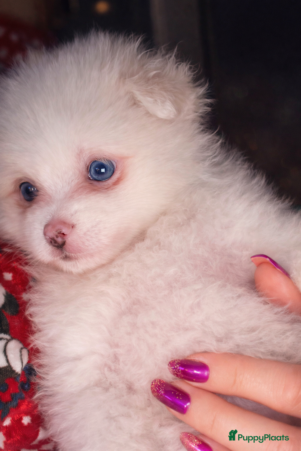 Pomeriaan honden Pomeriaan pups - Advertentie 2