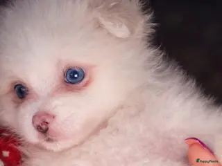 Pomeriaan honden Pomeriaan pups - Advertentie 2